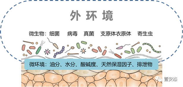皮肤微生态对维持皮肤健康的重要性_微生物_zhiheng_huang