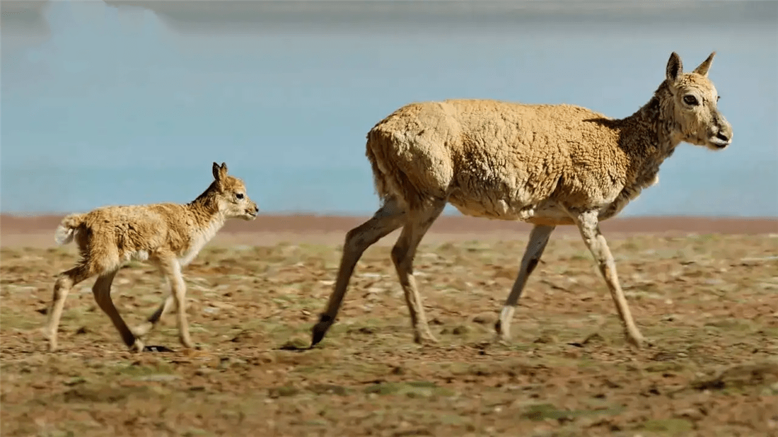 羌塘发现一只小藏羚羊，刚出生就被狼群冲散，大叔救后等来羊妈妈