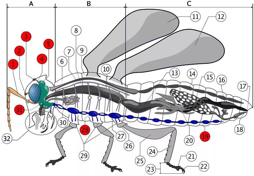昆虫的内部解剖