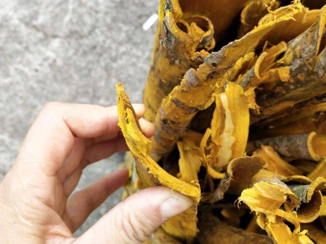 原创此树看似普通实则十分珍贵树皮内含黄金请注意保护