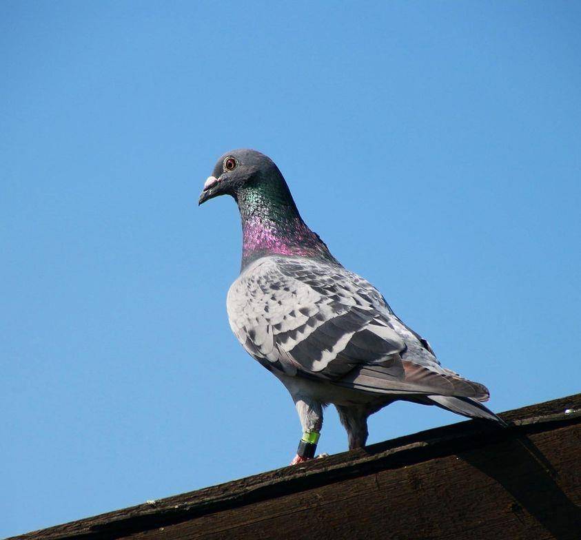 叨叨那些"传递信鸽正能量"的鸽界网红美女主播_鸽子_比赛_形象