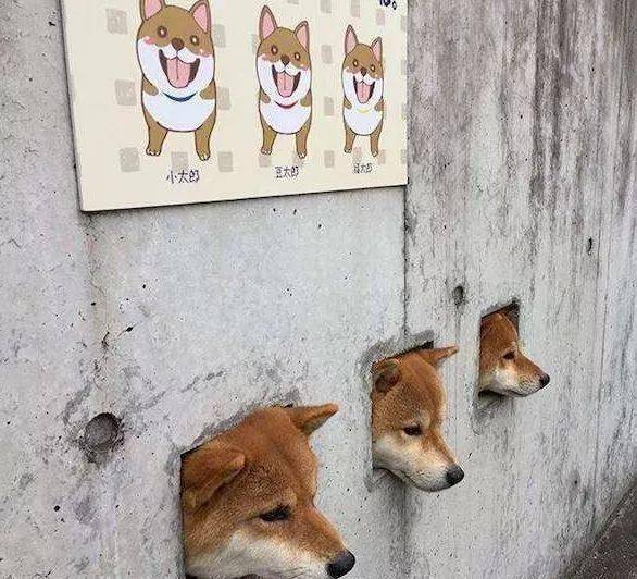 原创小奶狗钻洞却被卡住只能在那嘤嘤嘤幸亏消防员及时救出