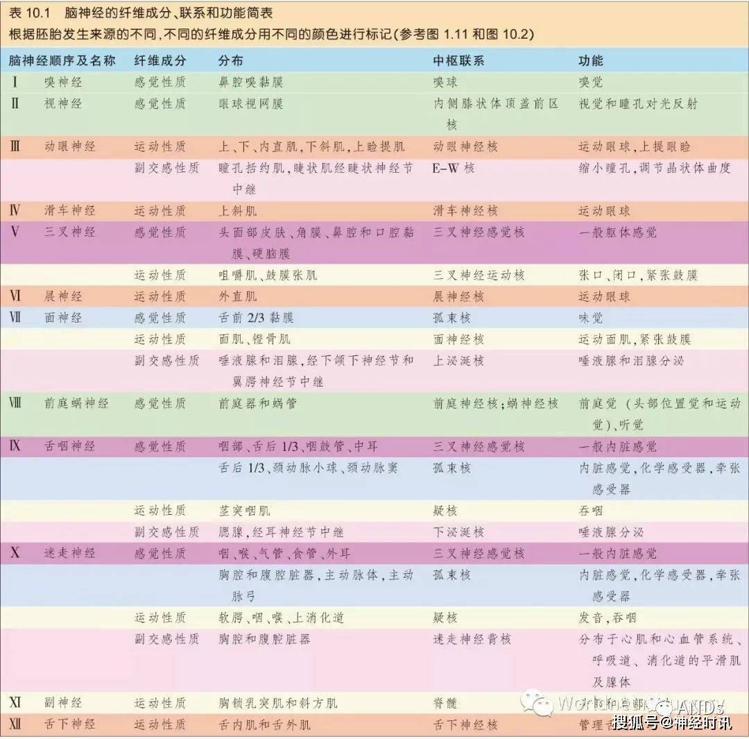 彩图经典版 脑神经和脑神经核解剖 纤维 运动性 中脑