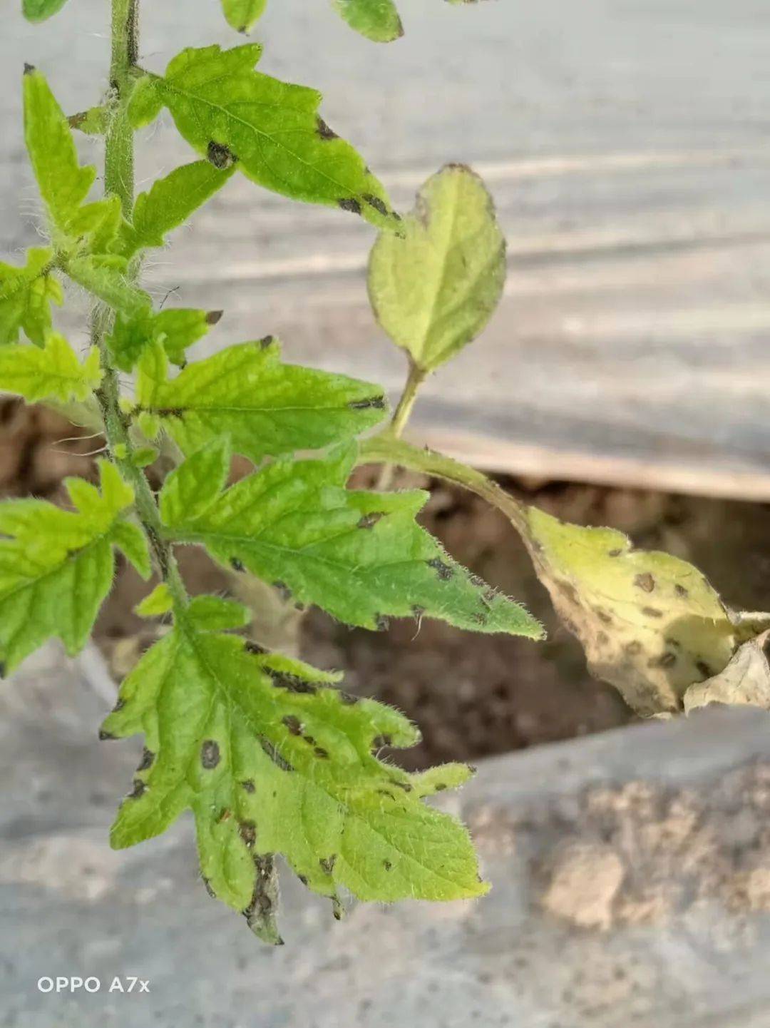 番茄苗期疫病图片图片