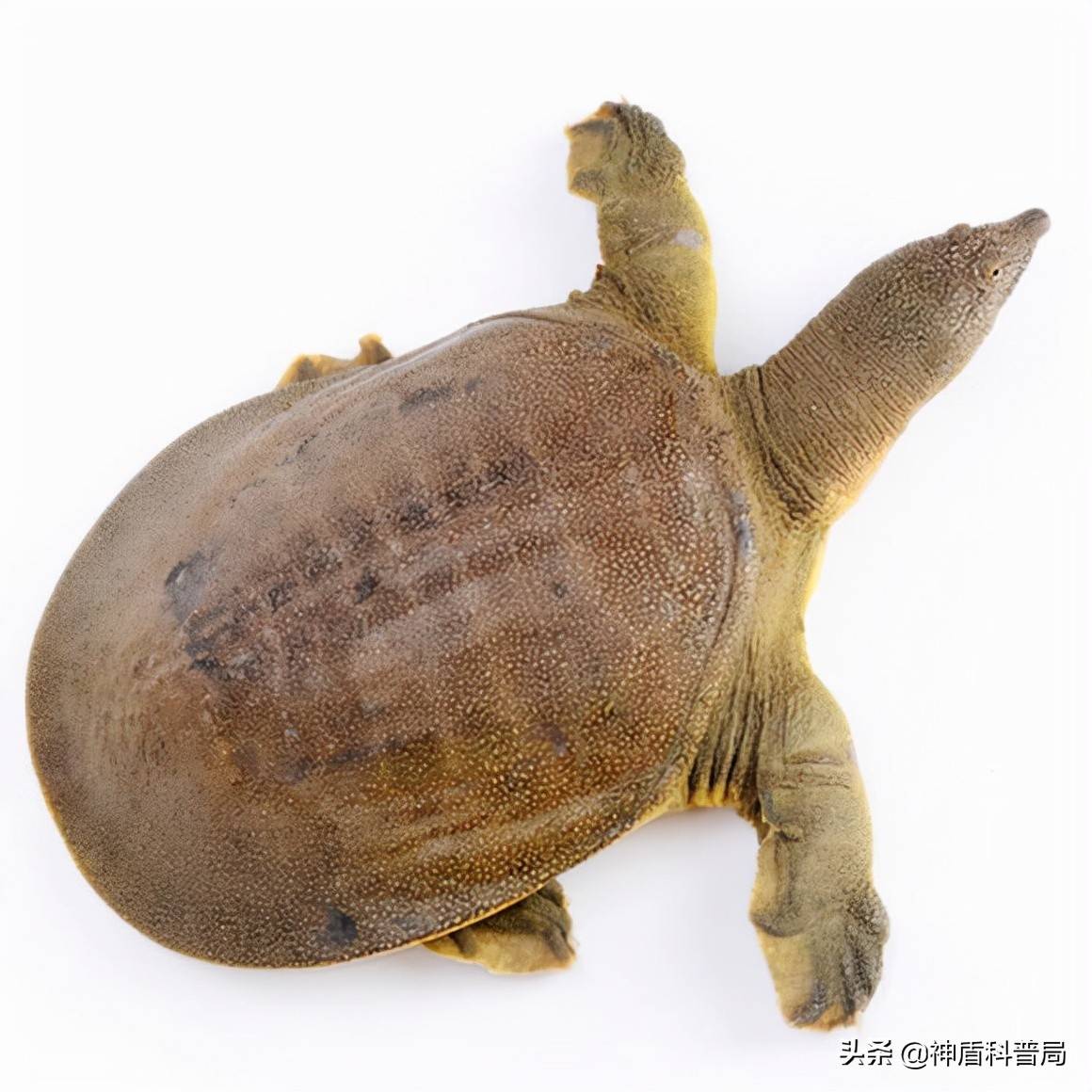 小动物乌龟海龟动物世界千年乌龟王八稀有品种图片素材-编号04424794-图行天下