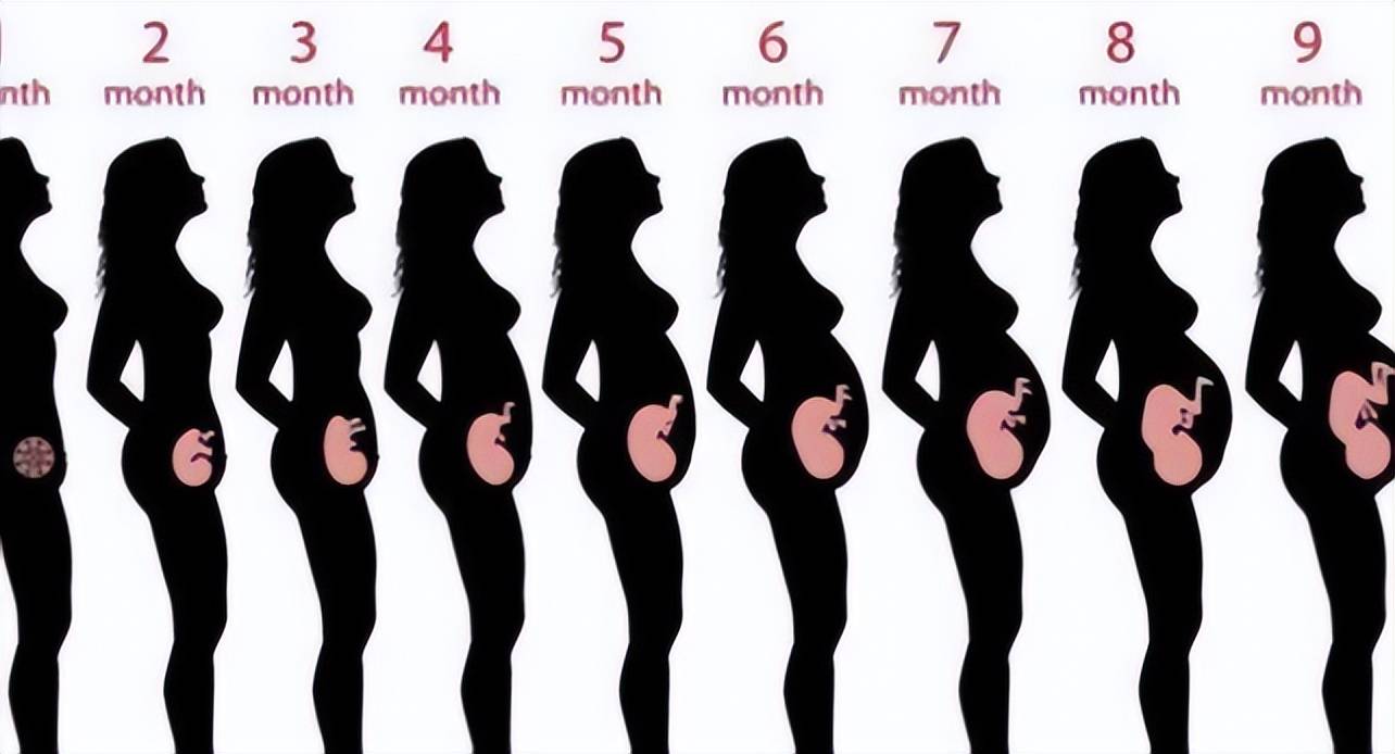 怀孕肚子大小变化图片