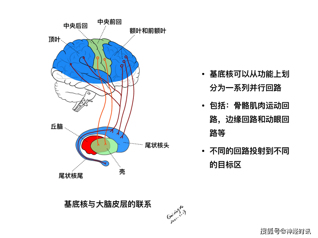 基底核與基底節區解剖與定位