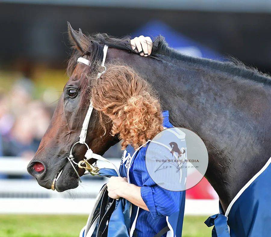 "反复思量"图片来自abp▲"反复思量"图片来自abp头马血统分析马名:"