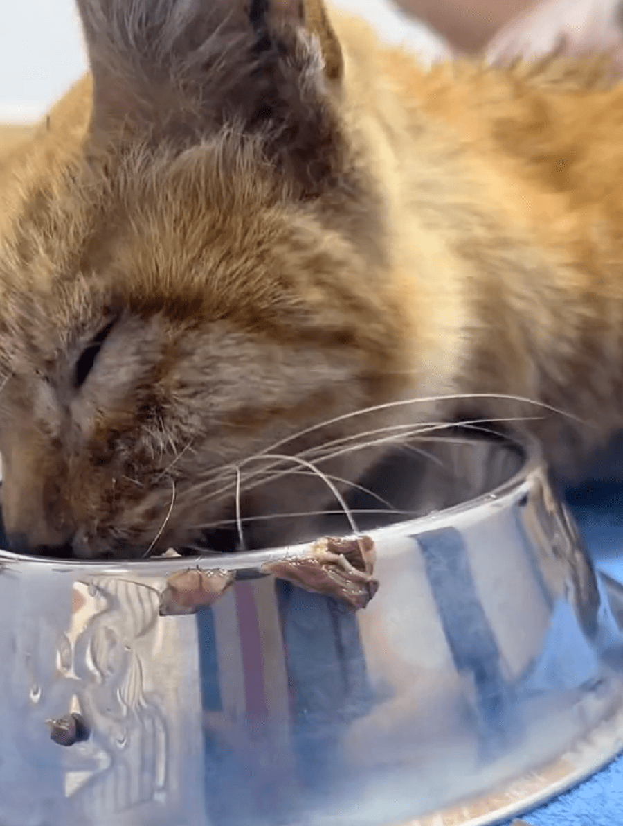 原创车轮旁的流浪橘猫骨瘦如柴奄奄一息无人理猫咪我快撑不住了谁来帮