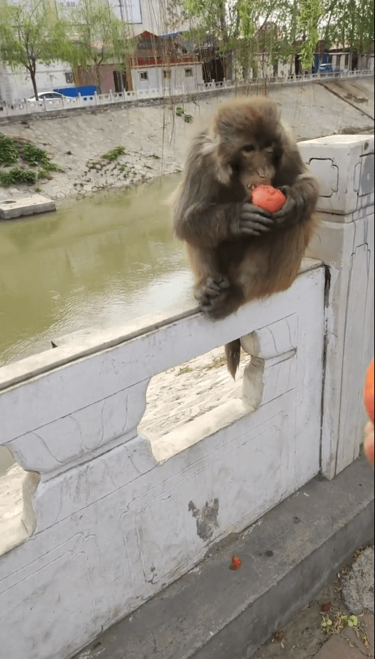 顽皮猴打劫蔬菜摊_徐水_猴子_西红柿