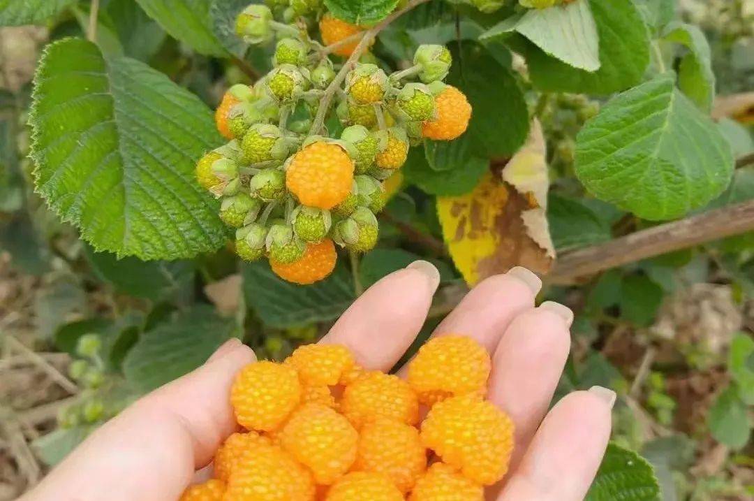 还是"小时候的味道"_果园_罗锴_游客