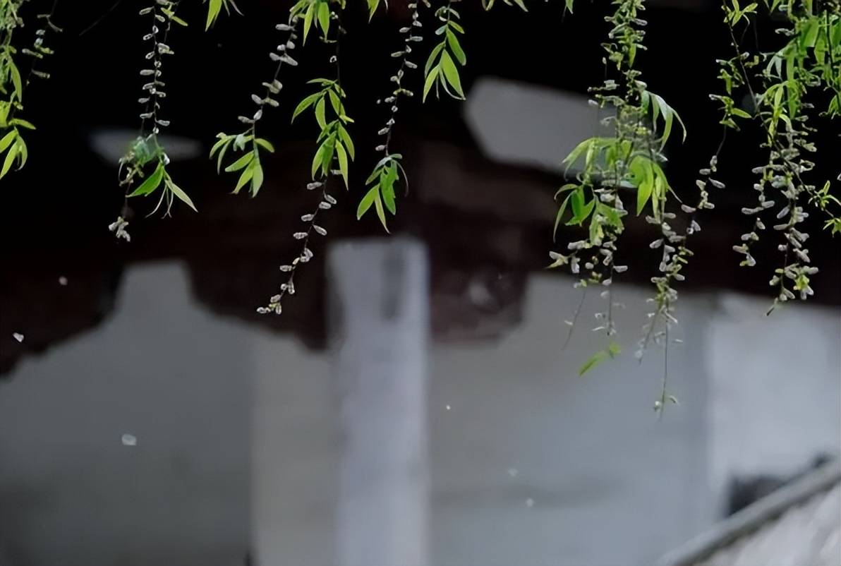 【诗词鉴赏】一年春色又杨花,诗词里的“杨花”,千丝万絮惹春风