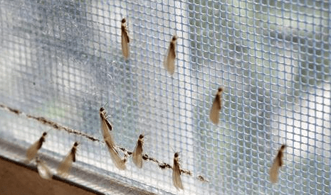 原创家里突然出现白蚁的原因如何防止白蚁飞进家里