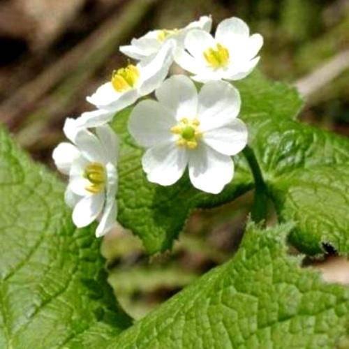 原创山里一种植物长土里人称山荷花价值比较大见到要珍惜