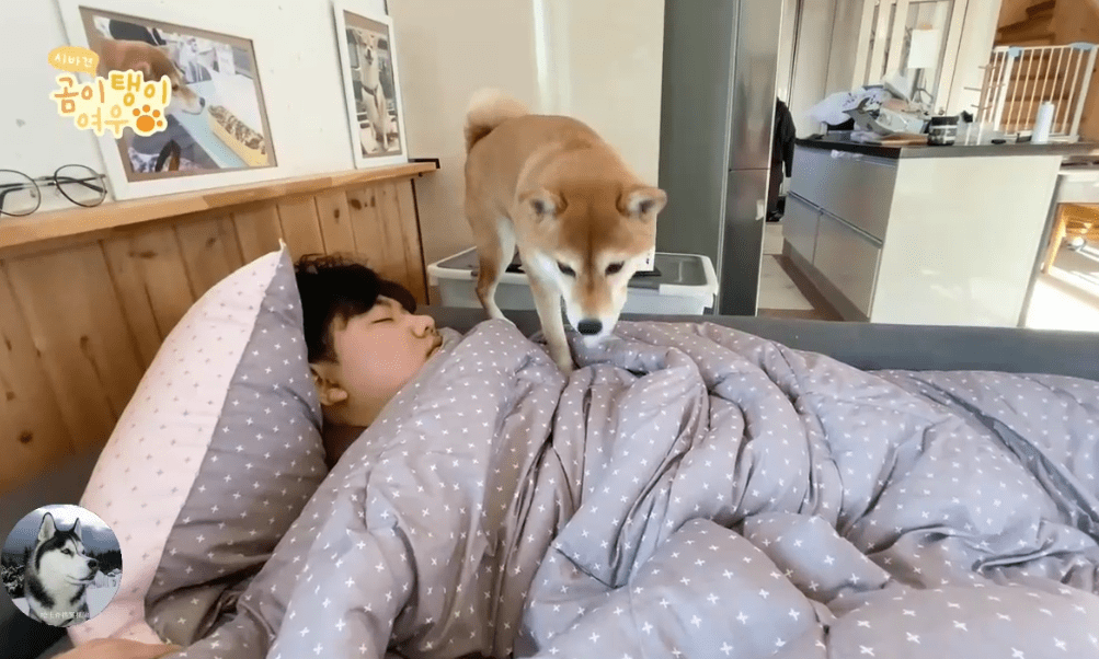 柴犬从小睡主人身上 会趁主人熟睡躺好 以为自己是奶狗呢 狗狗 柴是 习惯