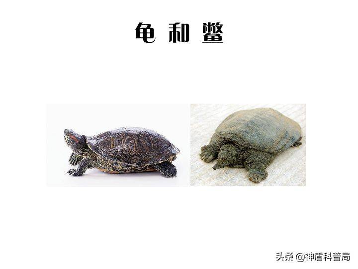 烏龜王八甲魚和鱉的區別是什麼看完長見識了