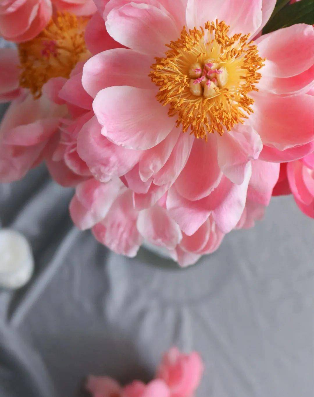 9 - 落日珊瑚芍药,定格落日余晖的绚烂