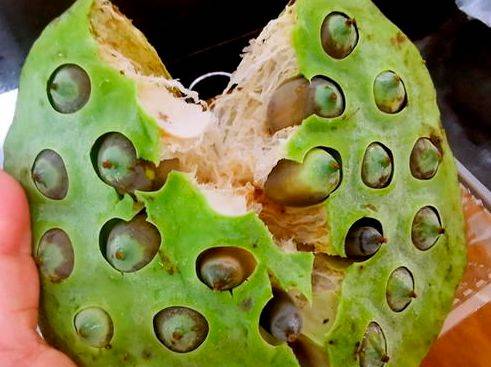 原创买莲蓬买大的还是小的种植户教你一招个个丰满清甜