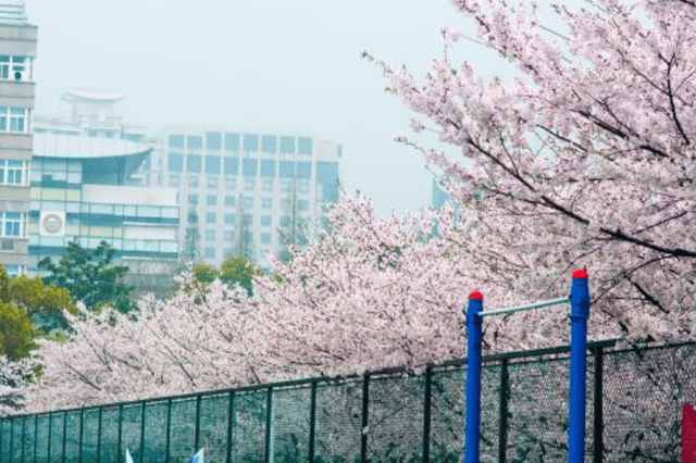 985大学学费排行_我国“985高校”最新排行榜,上海交大表现出色,榜首赶超了清华