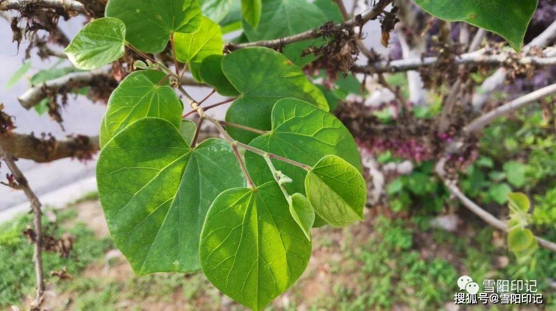 紫荆花叶