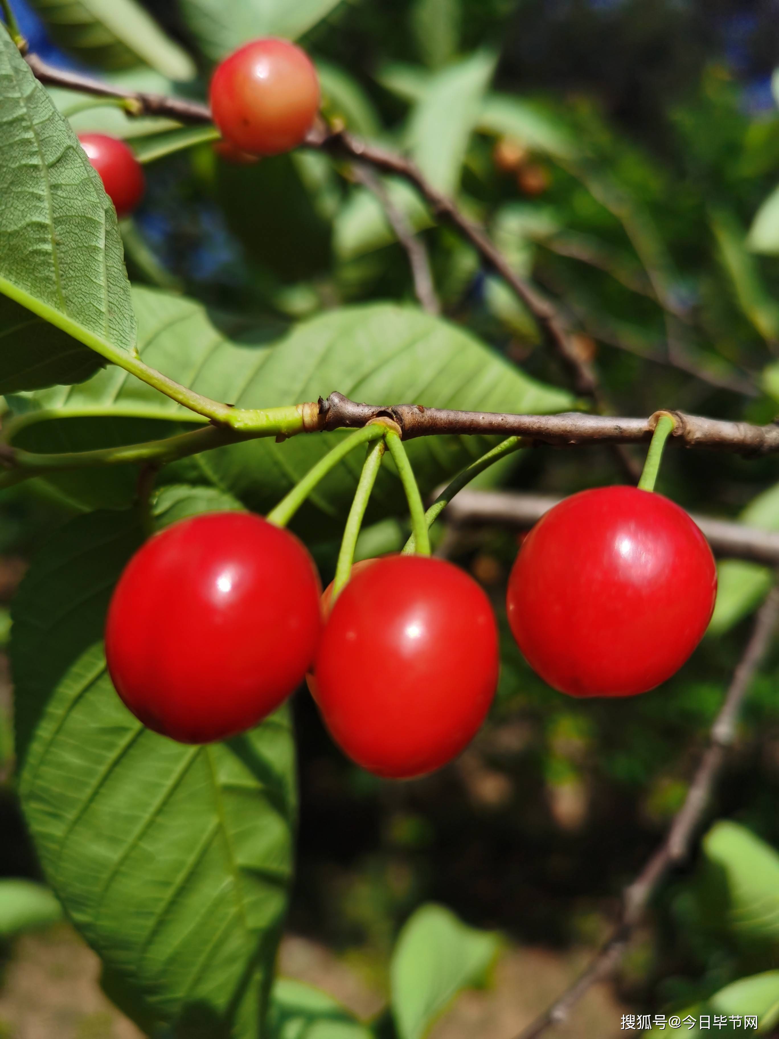 原创三个诗人的玛瑙红樱桃之诗