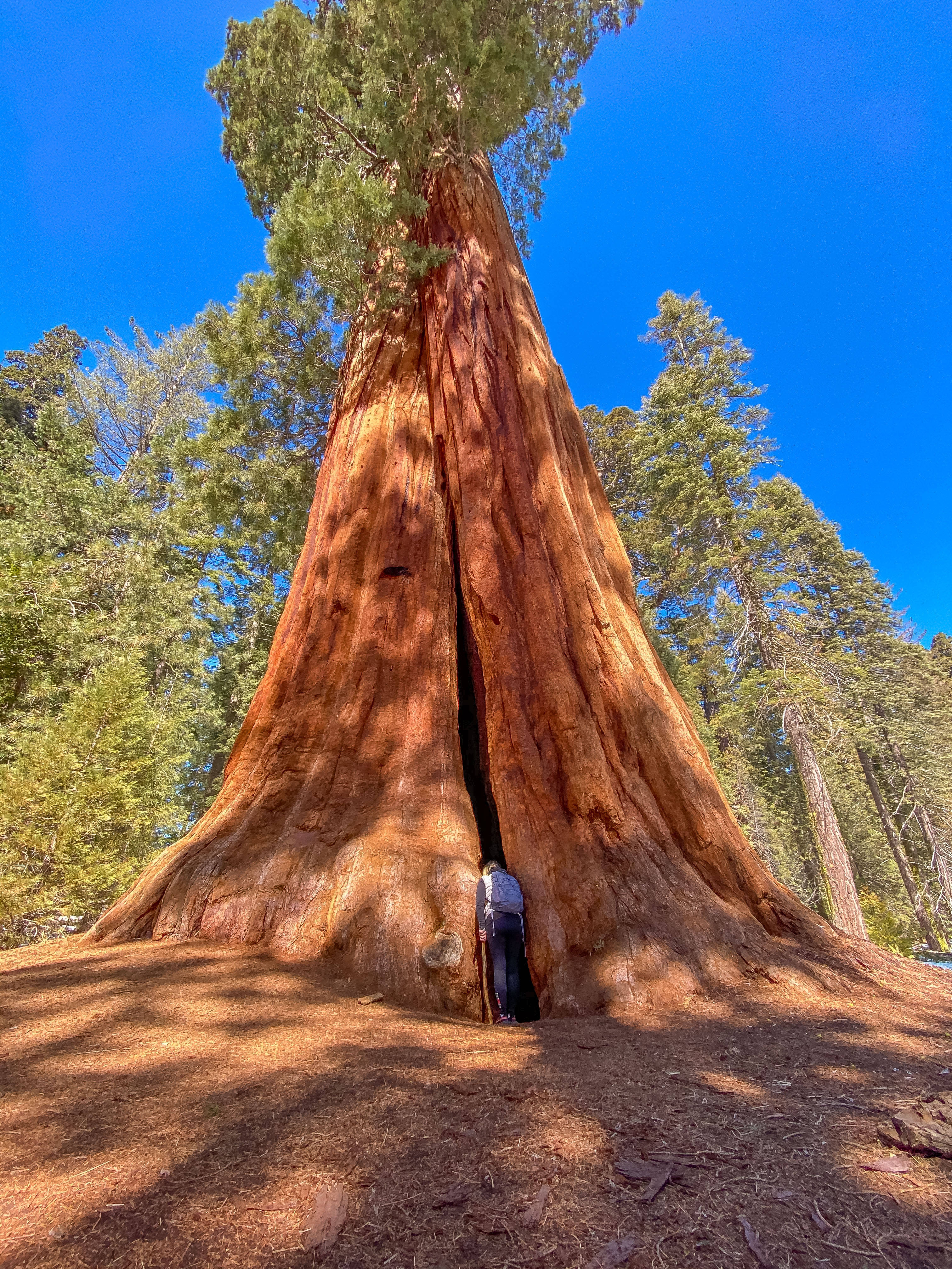 美国最大红杉树图片