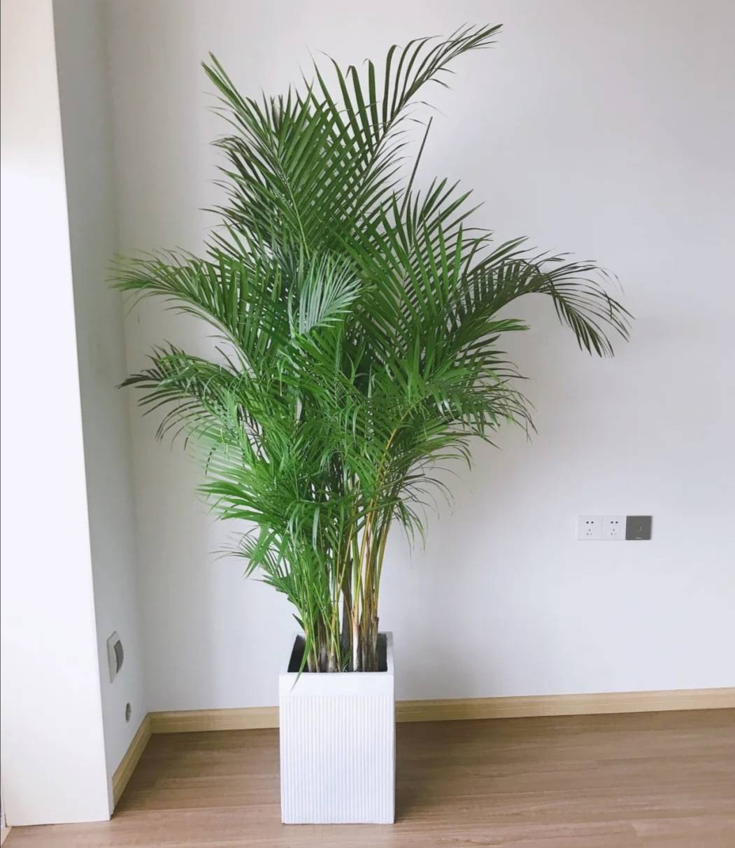 原创客厅最适合养大型绿植这6种新型植物好看好养护养人养心吉利又旺