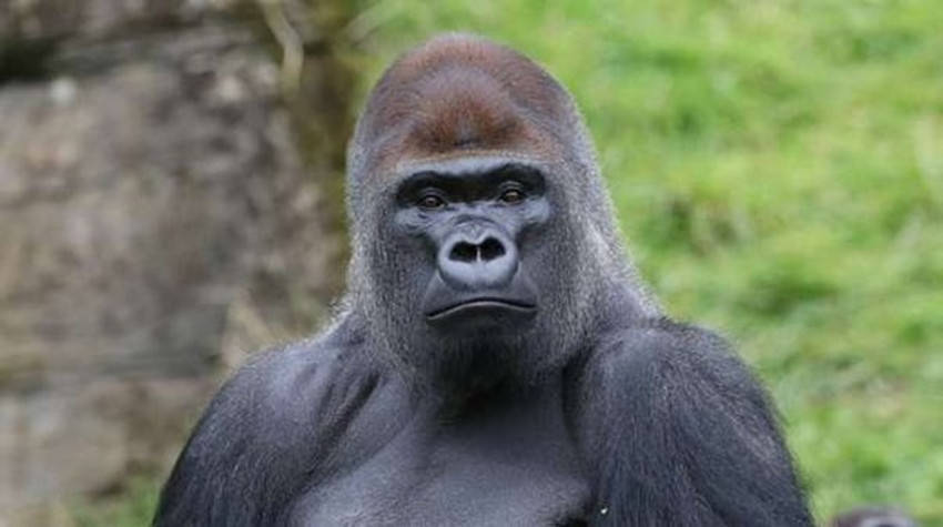 原创既然人类是猿进化来的为什么世界上还有猿呢