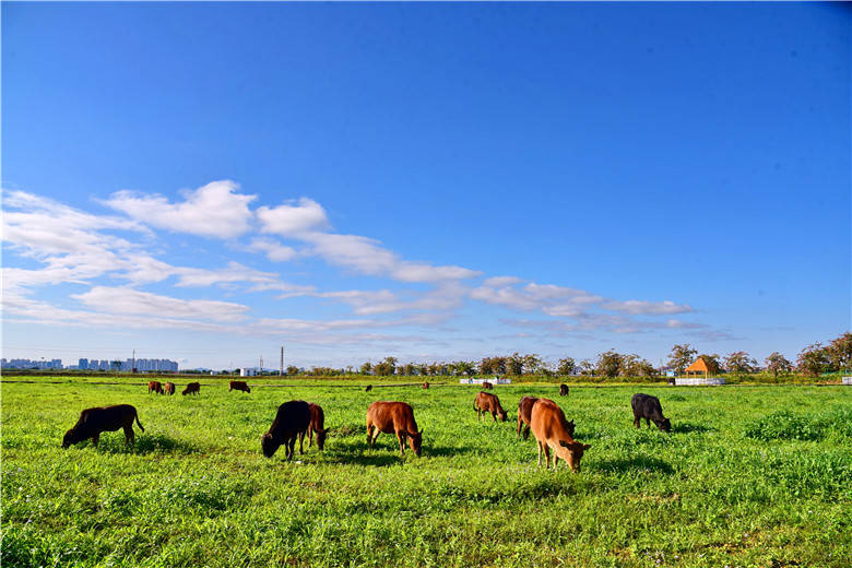 广州东莞市民露营野餐有新去处增城犇牛牧场10亩大草原成群牛马