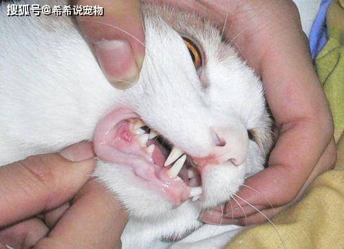 1,调整饮食结构猫咪得了口炎之后口腔会很疼痛,主人就要调整一下猫咪