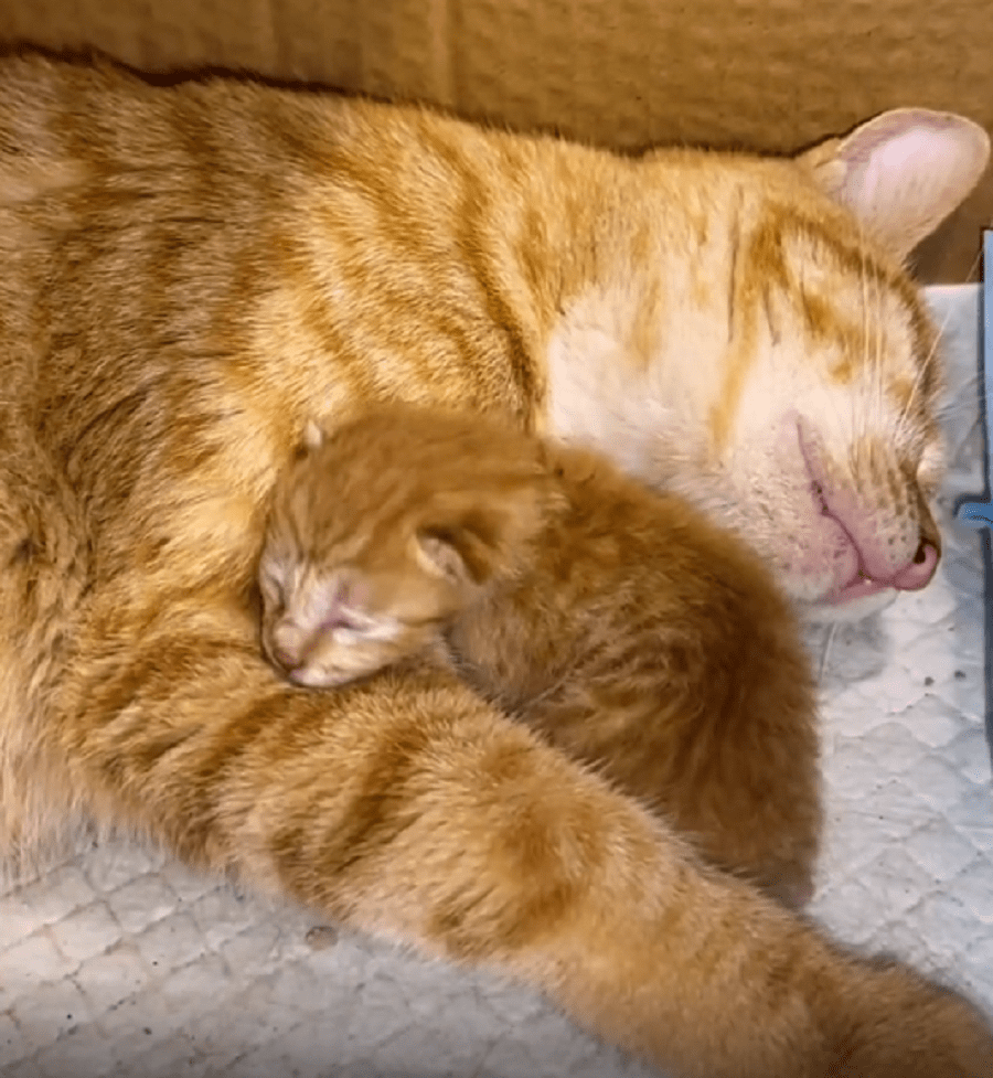 虽每次上药都是煎熬但被剥皮的怀孕猫咪为了孩子还是顽强挺过来了