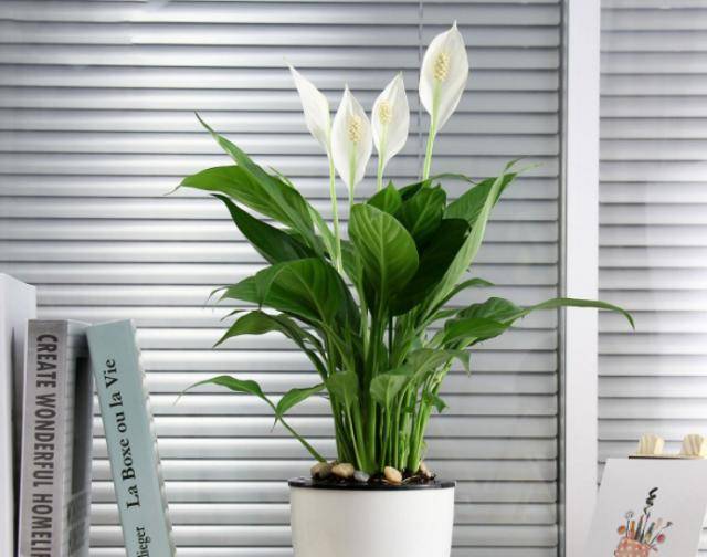 原创白掌花朵发黄怎么回事你知道吗