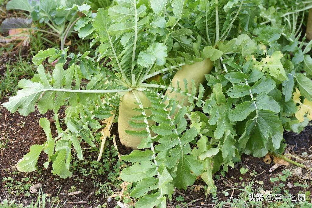 并且萝卜是一种根茎蔬菜,在地下生长,所以不会有虫害,即使叶子上有虫