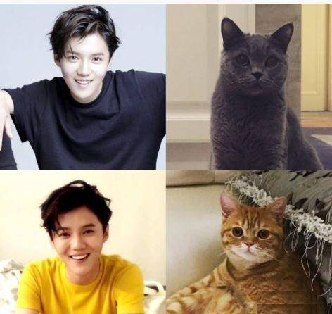 原创关晓彤和鹿晗家的猫咪互动很有爱网友喊话鹿晗不能只晒狗