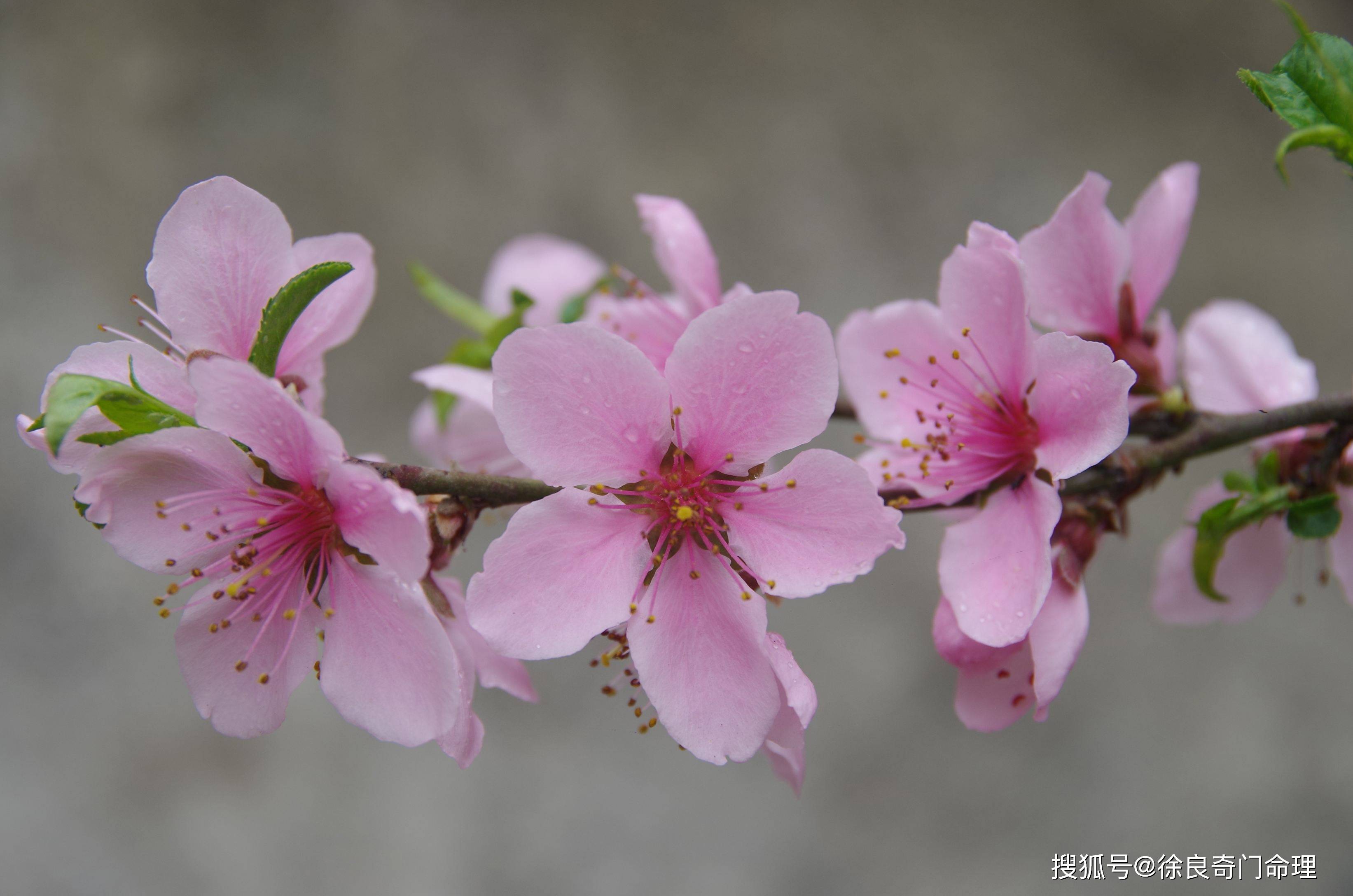 八字草命_八字花草木命是啥意思_八字草的功效