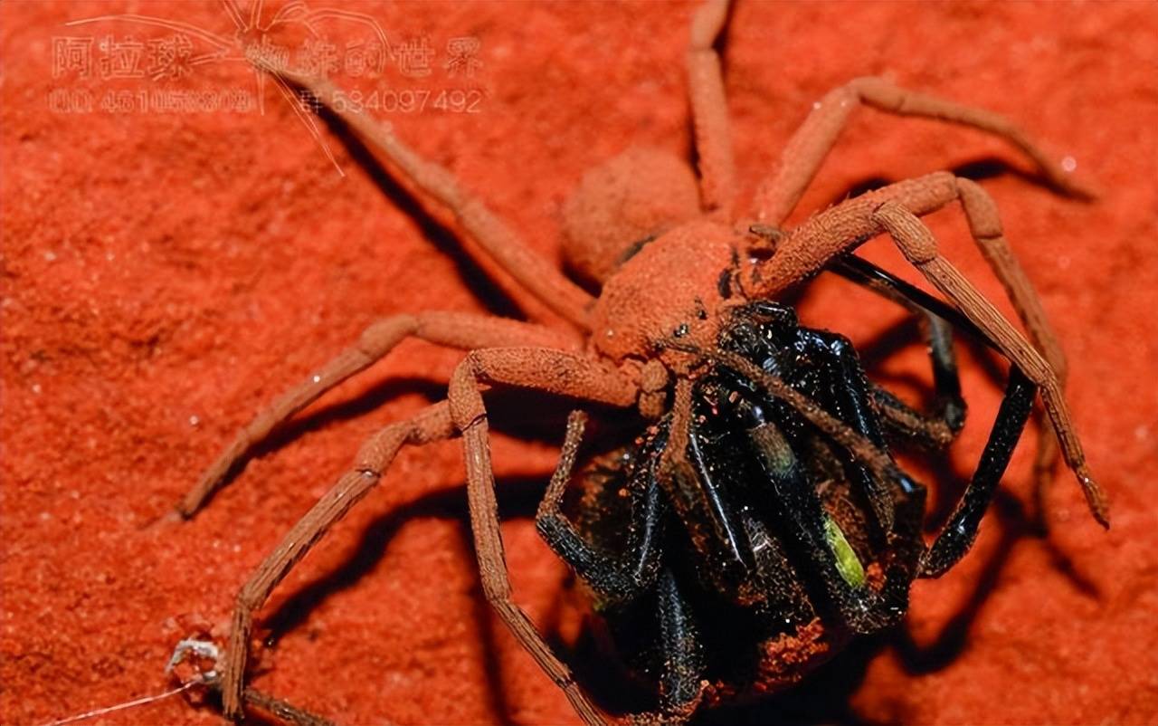 世界最毒蜘蛛被咬男性会引起持续数小时生理反应