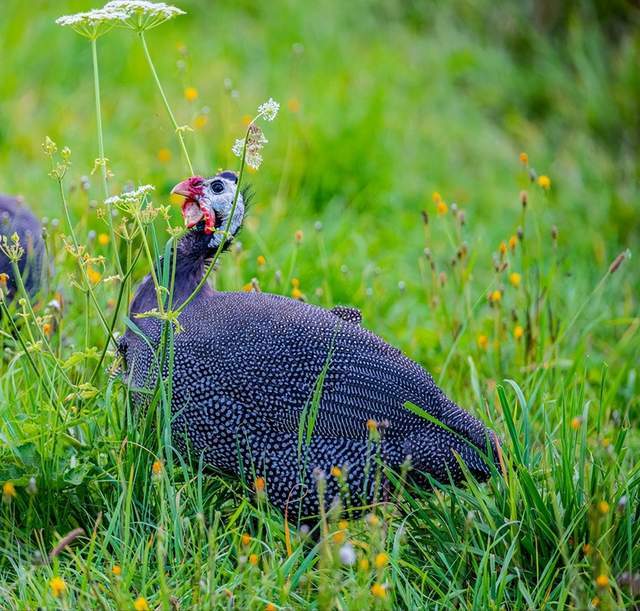 新品小鲜肉来袭黎江村珍珠鸡