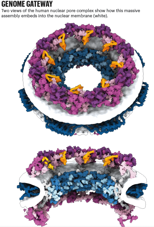 kosinski 将团队当前的核孔复合体地图视为实验和模拟的起点,这些实验