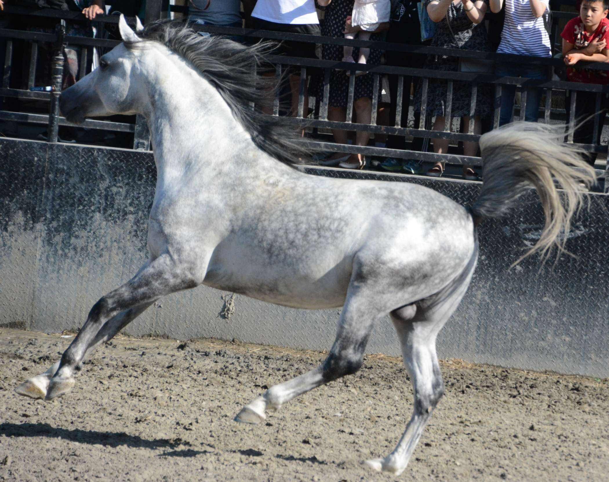 骁勇之士沙加阿拉伯马看完这篇文章让你了解它的故事