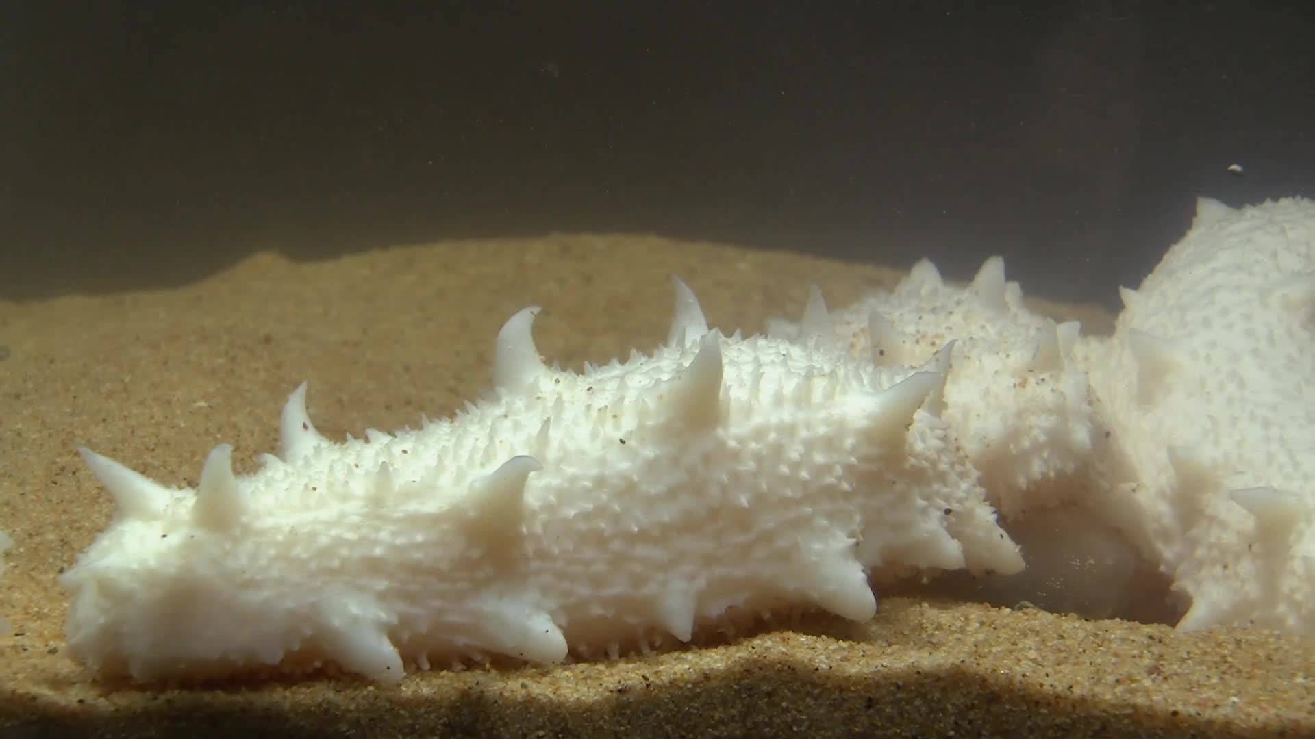 千年黑万年白听说白海参中富含这种元素高端食材滋补品