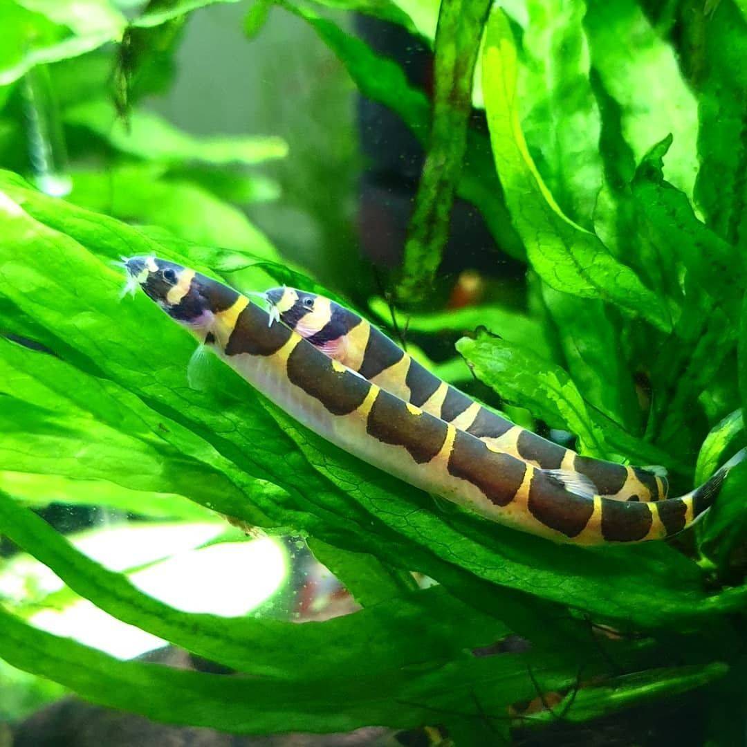 清洁鱼缸的鱼有哪些