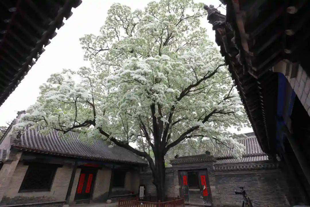 四月雪扮靓千年孟府济宁邹城流苏花开