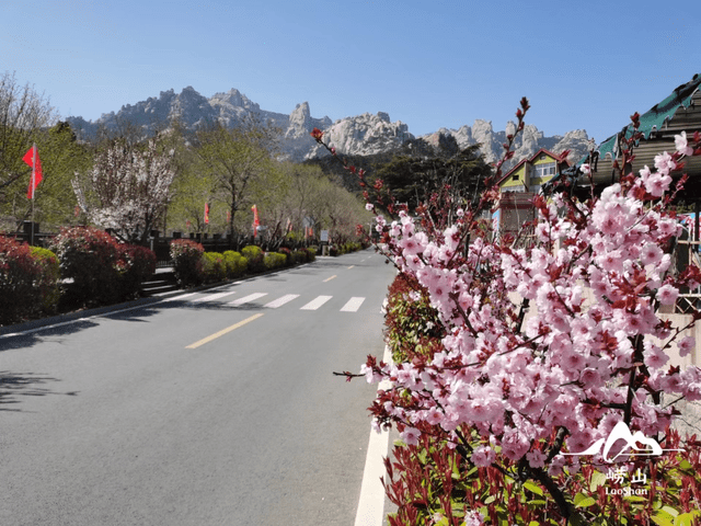 图丨摄影 连欣每年的四月中下旬,是仰口樱花大道最美的观赏期,游客们