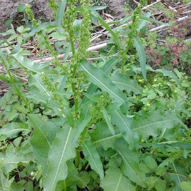 原创农村一种野草味道酷似醋有农民拿来烫火锅若见到请留意