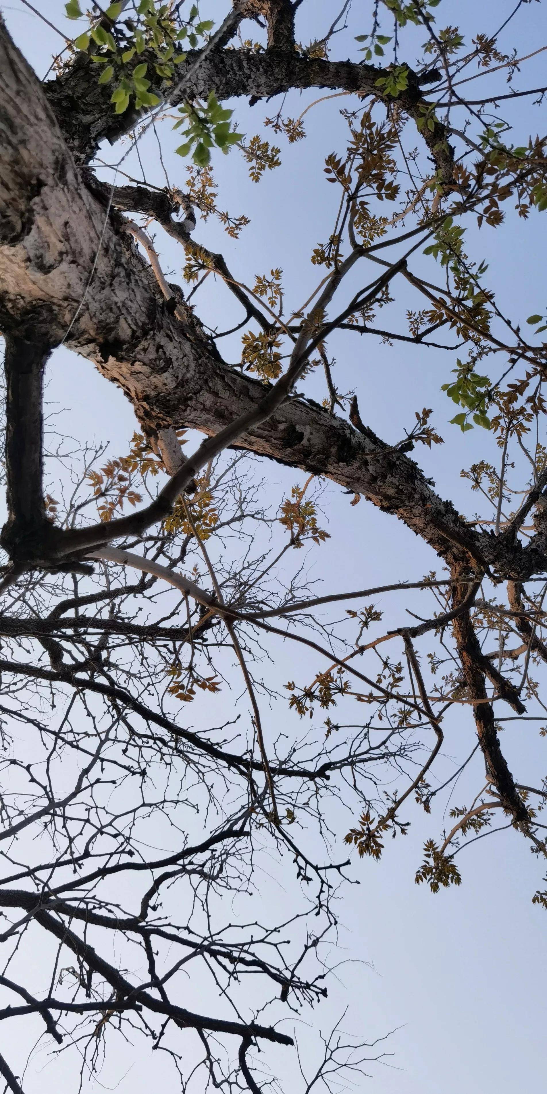 老师今天在社交平台上发文,晒出了自己家院子里面,两颗20年树龄的老树