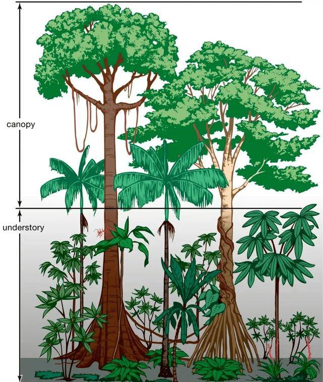 understory layer图片