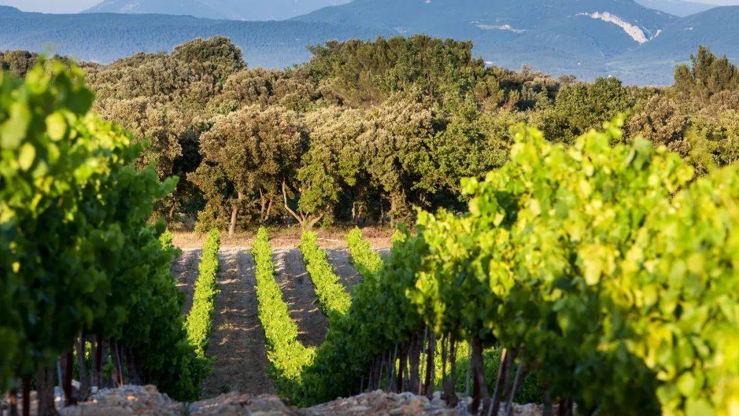 走近罗讷河谷法定产区(c00tes du rh00ne aoc)_地区_罗纳_村庄