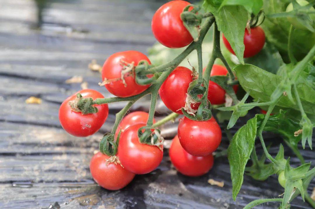 创建天府旅游名县采摘约起兴文冷水桠大片圣女果熟了