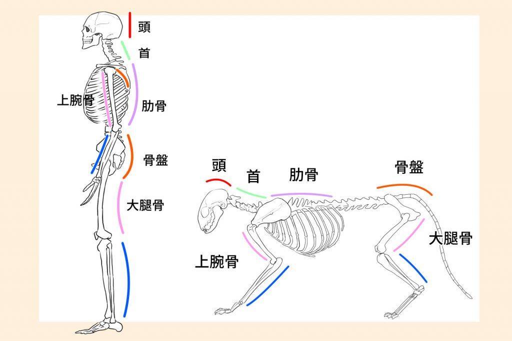 可爱小猫咪怎么画教你如何画好真正的小猫