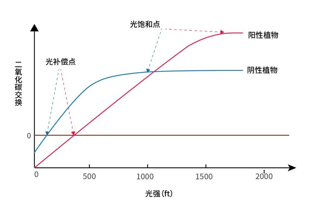 光饱和点图图片